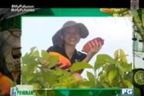 vringe - Рикки Бёрнз - Кевин Митчелл (22.IX.2012)