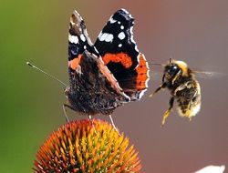 фото - Льюис сравнил Фьюри с Мухаммедом Али