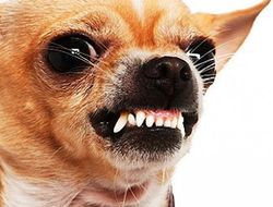 фото - Прогрейс: «Дэвис — это такая мелкая собачонка. Как чихуахуа»