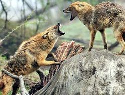 фото - Шакал шакалу не друг: Карл Фрэмптон отказал Гильермо Ригондо