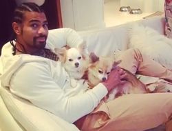 фото - Собаки лучших боксёров мира: видео