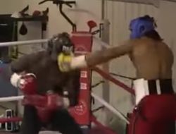 фото - Видео жёсткого спарринга Дэвида Хэя с Уайлдером. Оно, правда, несвежее