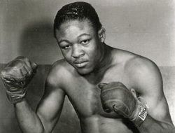 фото - Кубинский ястреб