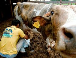 фото - Мексиканцы Варгас и Мартинес провалили допинг-пробы, но в WBC их оправдают