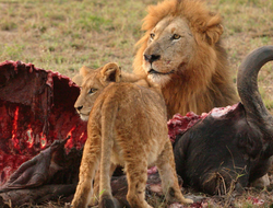 фото - Кадр дня: Сауль Альварес и его «мимими»