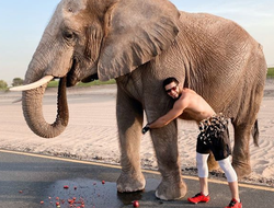 фото - Сехудо высмеял О’Мэлли, Махачев борется со слоном, Хабиб о бое с Гэтжи — соцсети 