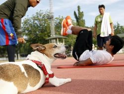 фото - У Мэнни Пакьяо горе: любимца семьи Пакмена насмерть сбила машина
