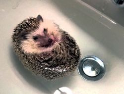 фото - Кулинарные советы от Фьюри: как правильно готовить ежей