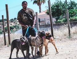 фото - Ломаченко и Усик на утренней тренировке, Чисора готовится к дебюту в Bellator, Уайт с собачей командой — соцсети 