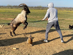 фото - Рой Джонс подцепил аллигатора, Гассиев в Чистый четверг, Магомедшарипов нашёл соперника — соцсети 