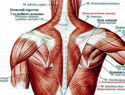 фото - Операции на лопатке не будет из-за возможных больших потерь — Дрозд