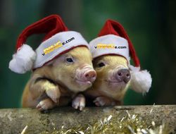 фото - С новым 2019-м годом! 