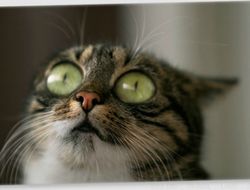 фото - Бой Пол − Перри на грани срыва! У Джейка что-то произошло с рукой: шок-видео