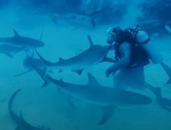 фото - Акулы пошли навстречу своим страхам и поплавали рядом с Майком Тайсоном — видео