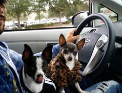 фото - Тёрман: «Хану лучше реванш с Гарсией провести, а не на Флойда заглядываться»