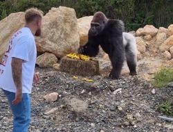 фото - Пол обратился к Гевору, просил дать добро на титульник с Джеком. Есть ответ Дона Кинга