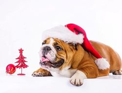 фото - С новым 2018-м годом!