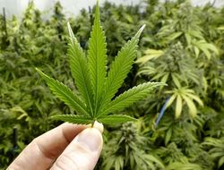 фото - Почти половина бойцов ММА употребляют марихуану — исследование