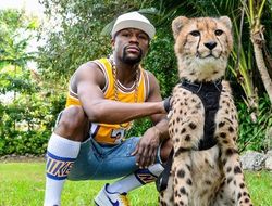 фото - Климас подтвердил бой Ломаченко-Кролла, Мэйуэзер с гепардом, Ковалёву доставили 3-й пояс WBO — соцсети