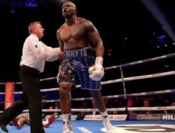 фото - Обидели мышку — написали в норку! Диллиан Уайт дразнит Энтони Джошуа