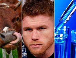 фото - Альварес по уши в допинге: откажется ли Головкин от реванша?