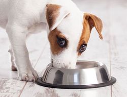 фото - Дело о допинге: Арум сравнил Канело с плутоватым школьником