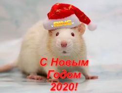 фото - С НОВЫМ 2020 ГОДОМ!!!