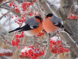 фото - Бриедис: Лебедев и Дрозд сели на рябину, и никак их не достать