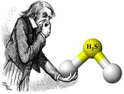 фото - В бою с Робертом Хелениусом отказника–британца заменит русская «Адская молекула»
