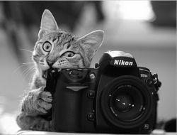 фото - Легендарное фото из Саудовской Аравии: легенды и звёзды бокса на шоу Фьюри–Нганну