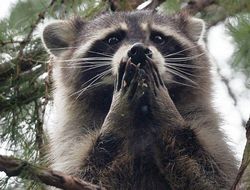 фото - Зацените брутальный супертяжёлый нокаут из Мексики: видео