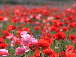 фото - В Хмельницком умерла Юлия Лясота из национальной сборной Украины