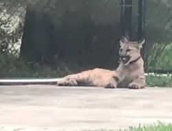 фото - У Тайрона Спонга проблемы: держал дома пуму, а та сбежала